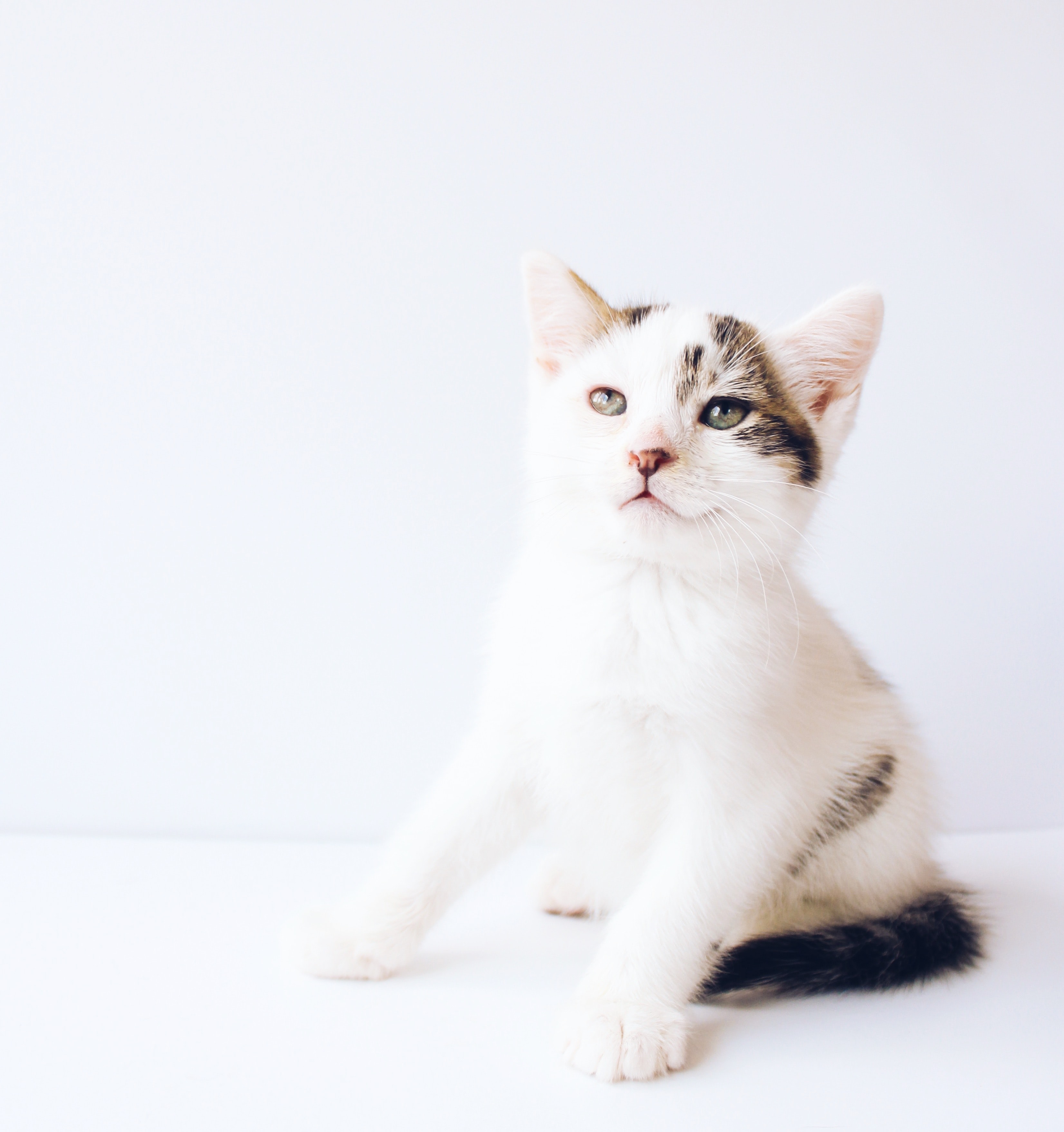 photo of a cat
