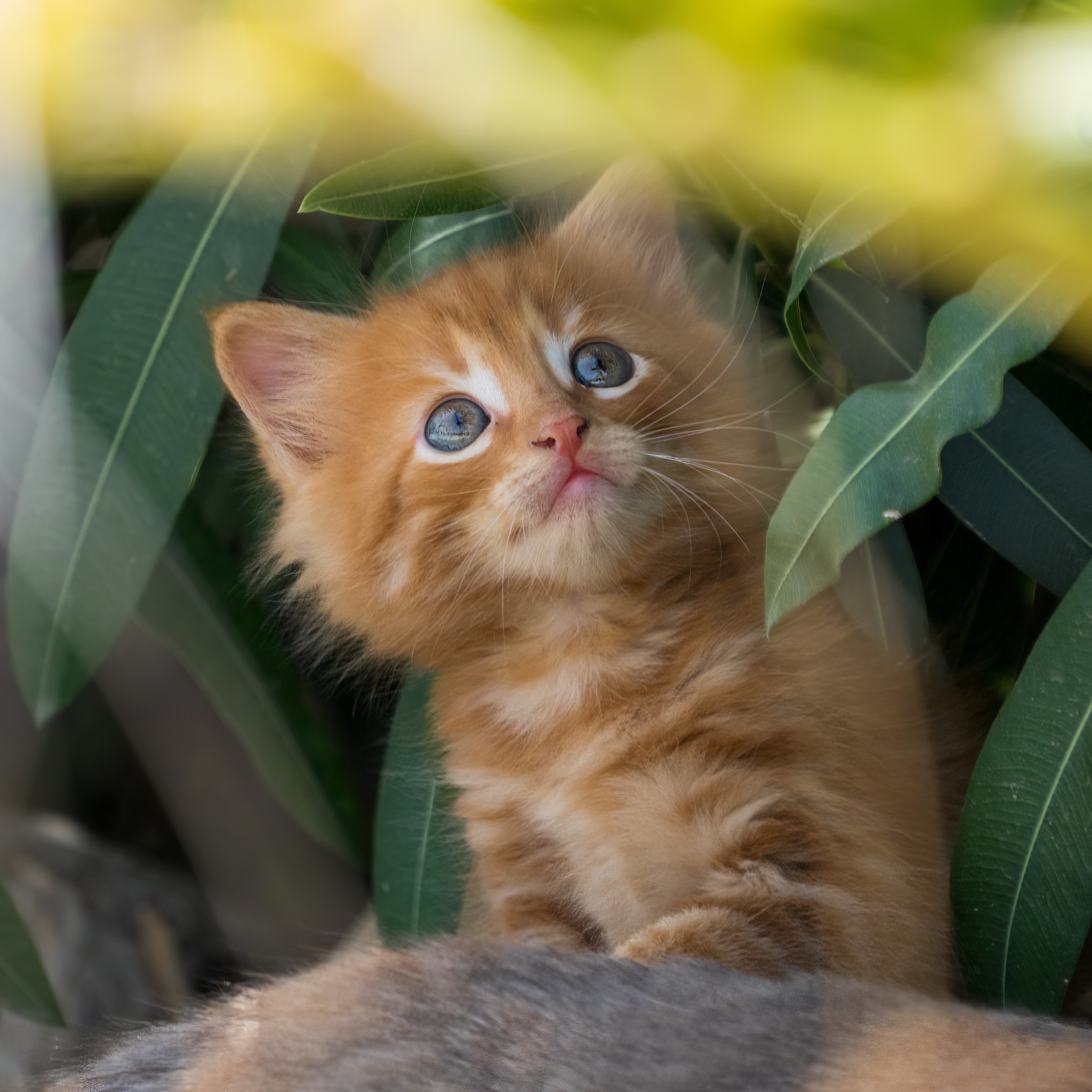photo of a cat