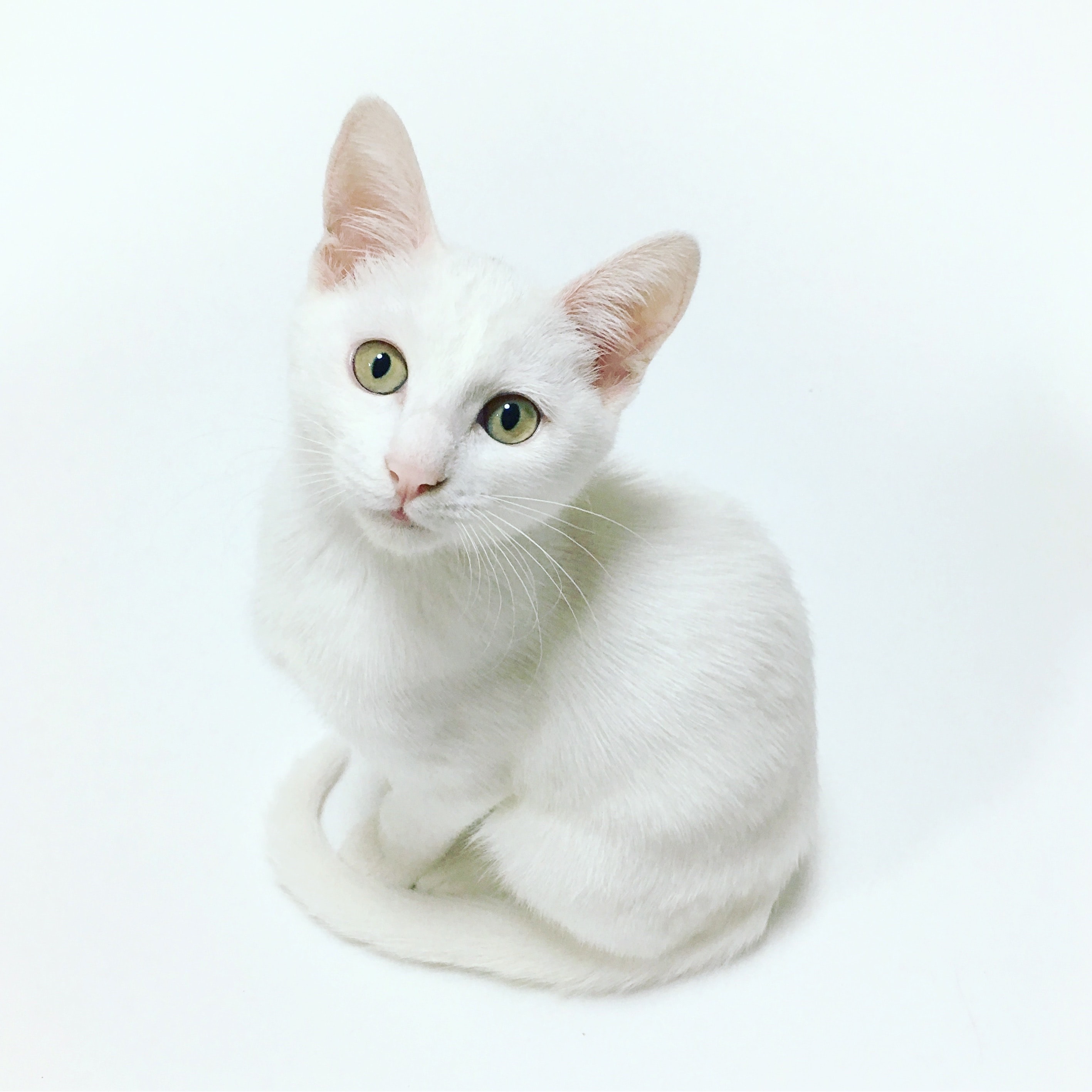 photo of a cat