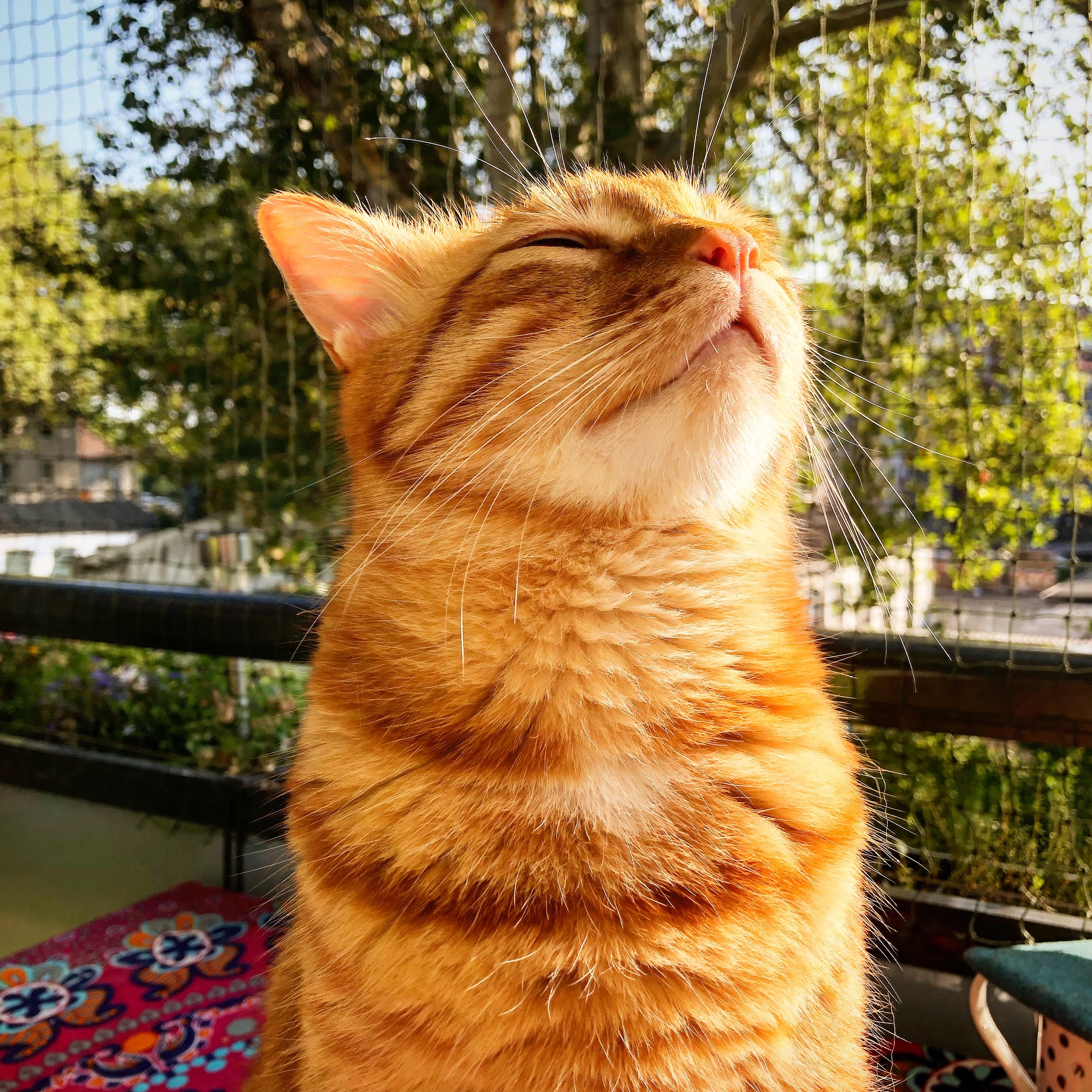 photo of a cat