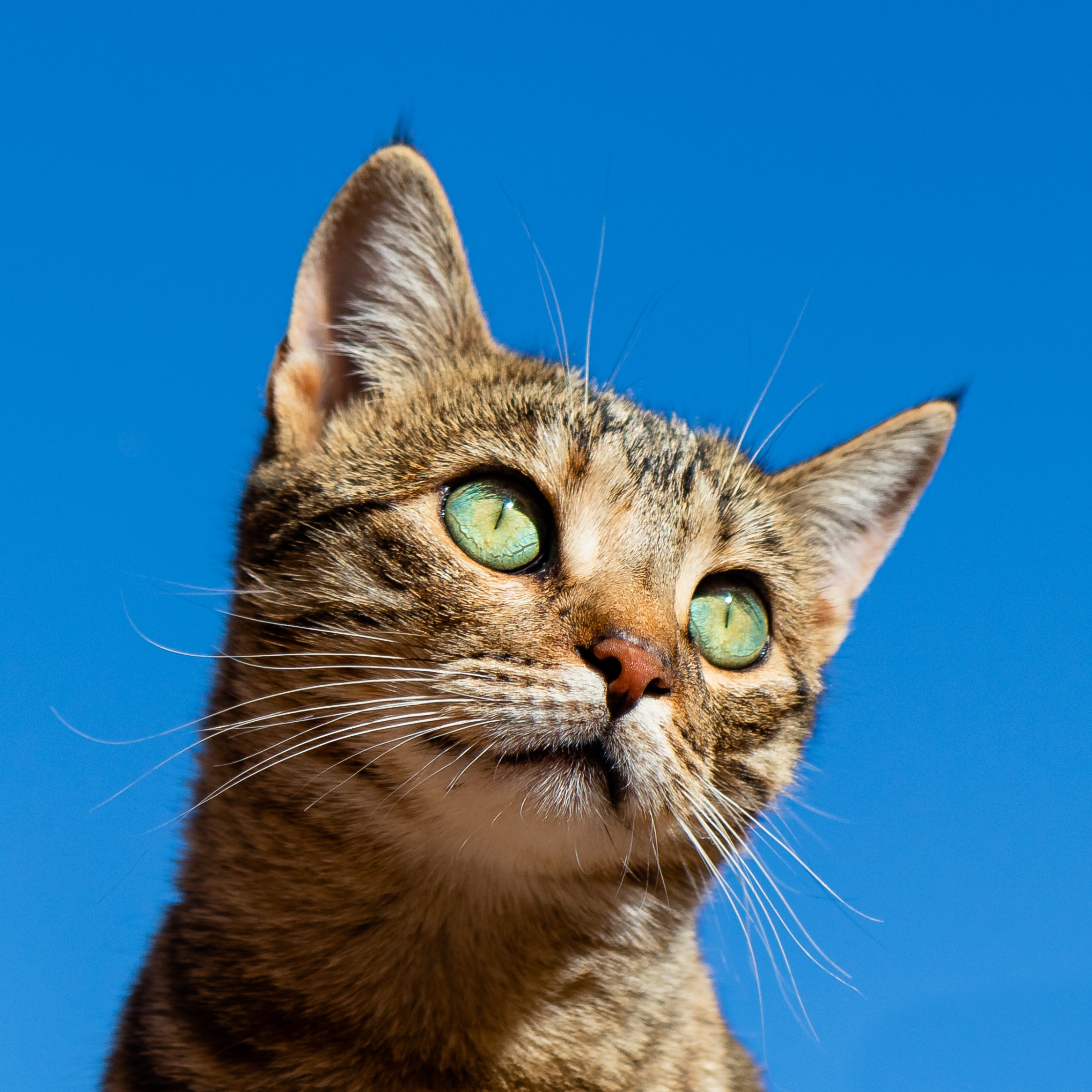 photo of a cat